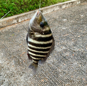 My First Brevard Fish - Sheepshead on Live Shrimp