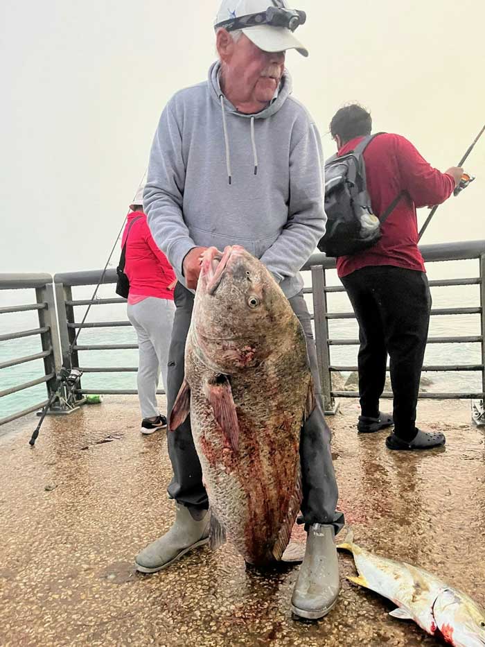 sebastian jetty black drum