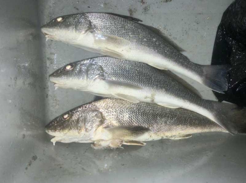 whiting