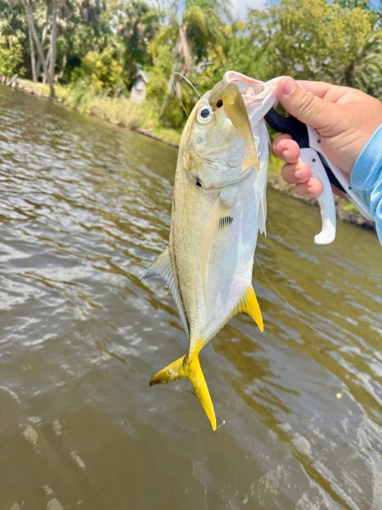 Crane Creek Jack Crevalle