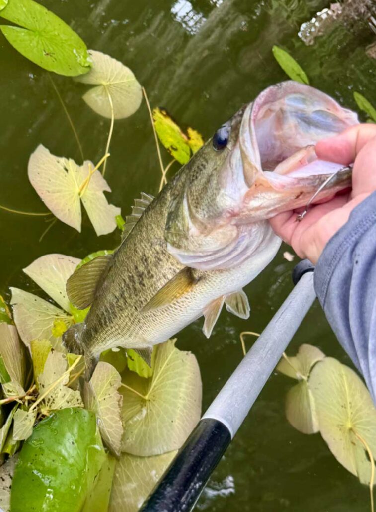 IMG_4481 lake osceola bass