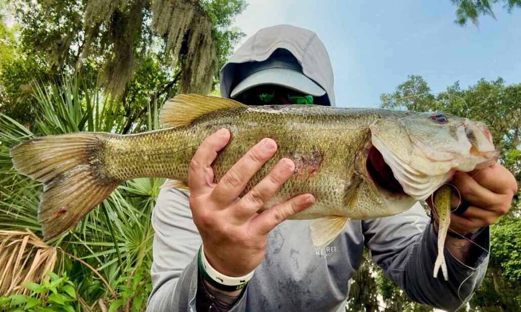 Lake Osceola Bass on Houdini Skip Shad Lake Osceola Bass on Houdini Skip Shad
