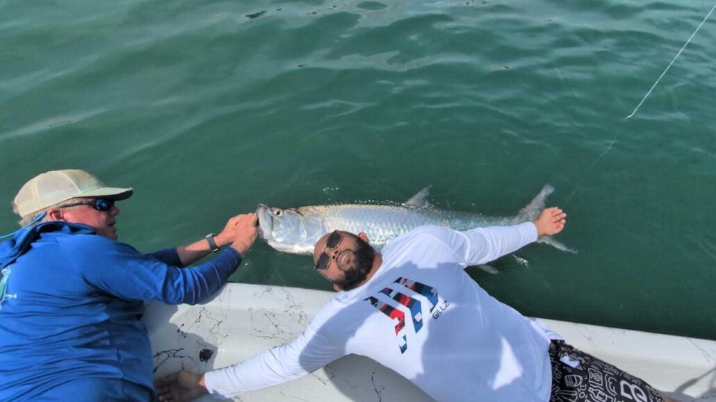 tarpon