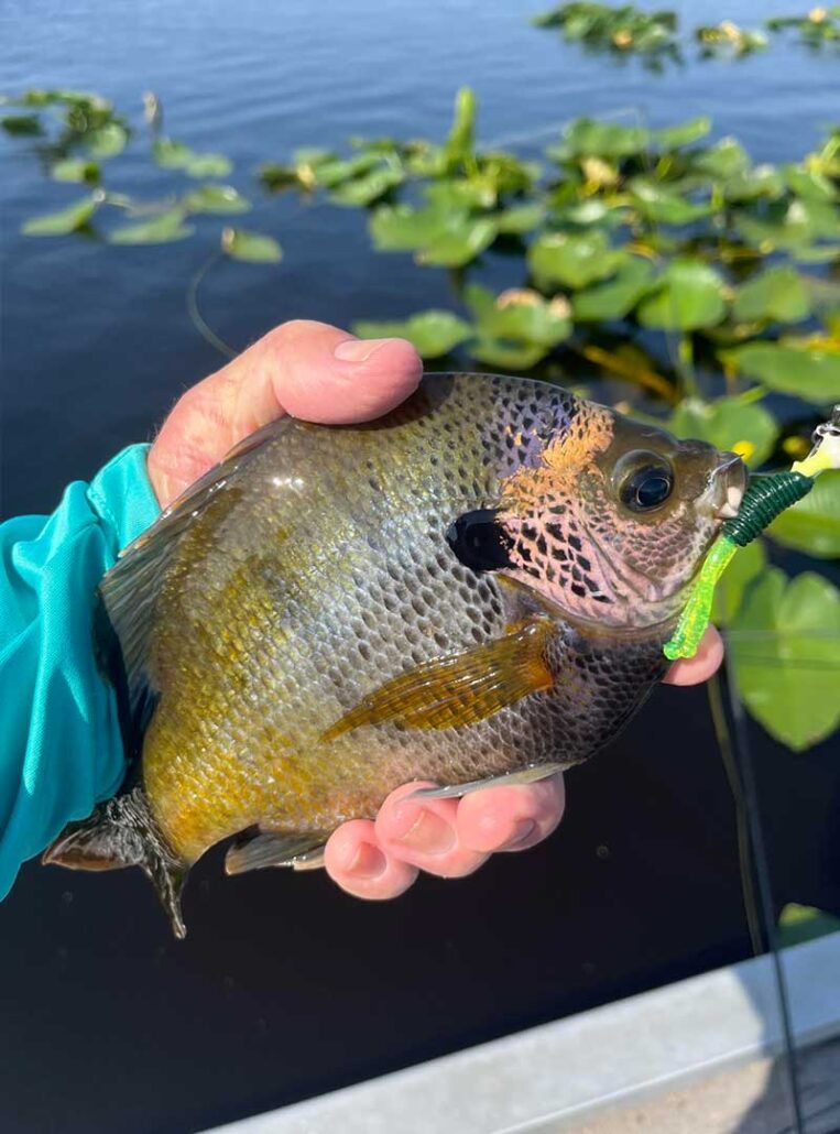 bluegill