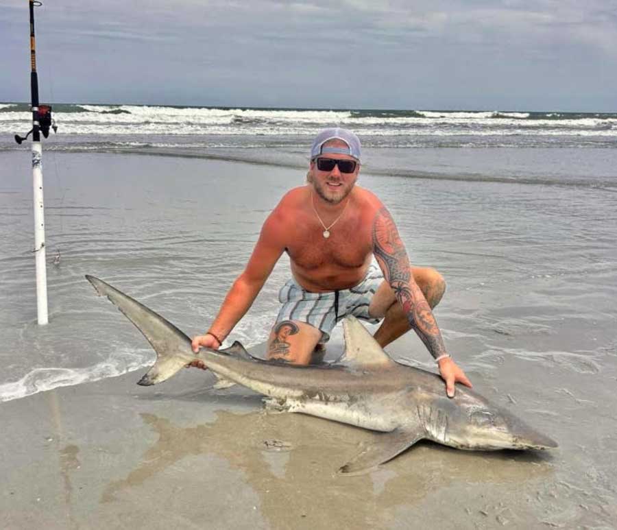 shark surf