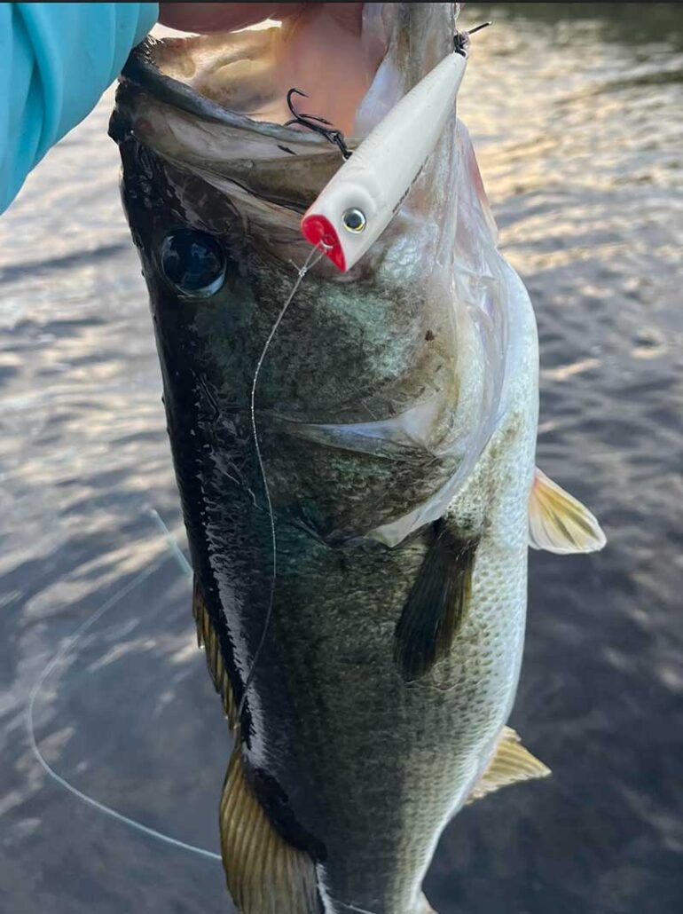 shad spawn