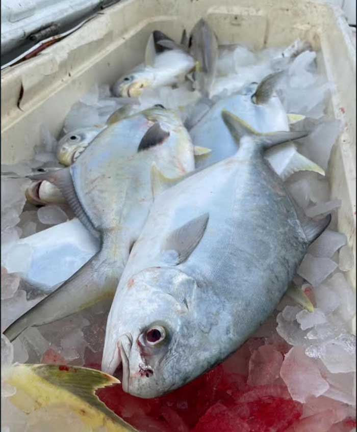 pompano