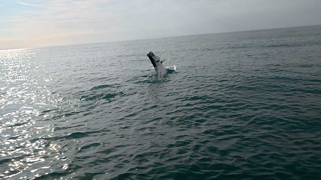 tarpon ride along